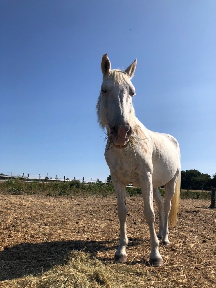 cheval blanc entrain de manger