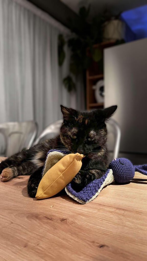chat écaille de tortue entrain de jouer avec son doudou en crochet et son coussin à pédale aussi appelé kickers