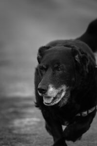 chien en noir et blanc en balade