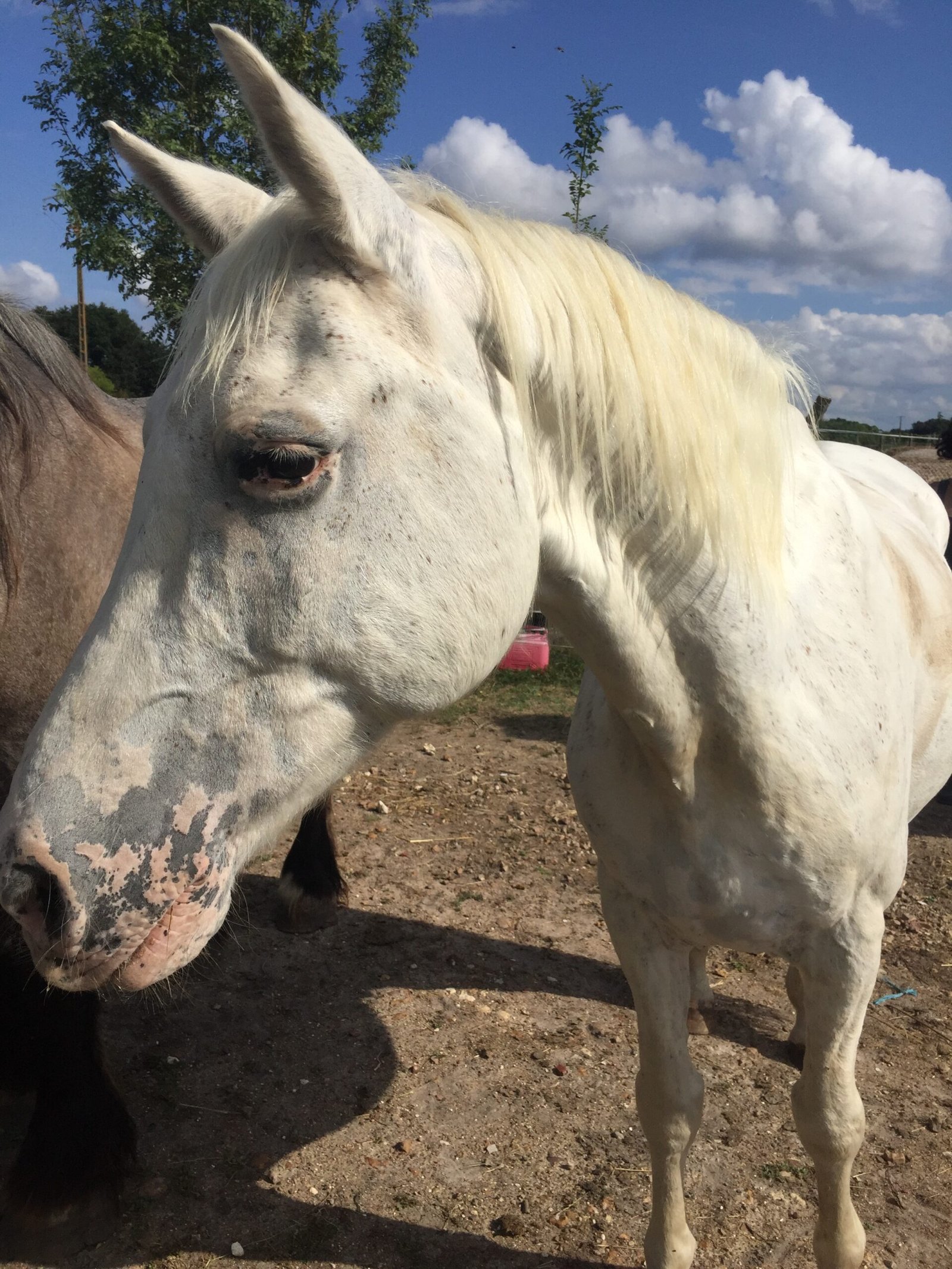 cheval blanc verrons