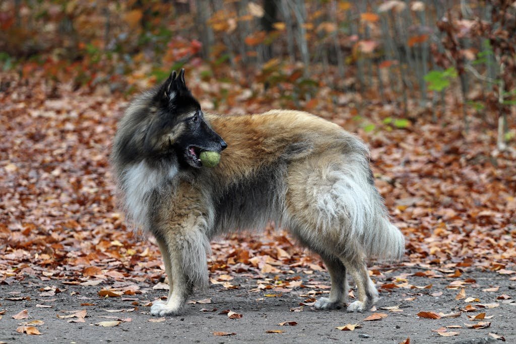 A Belgian Tervuren with a ball, amidst colorful fall leaves in a forest setting.