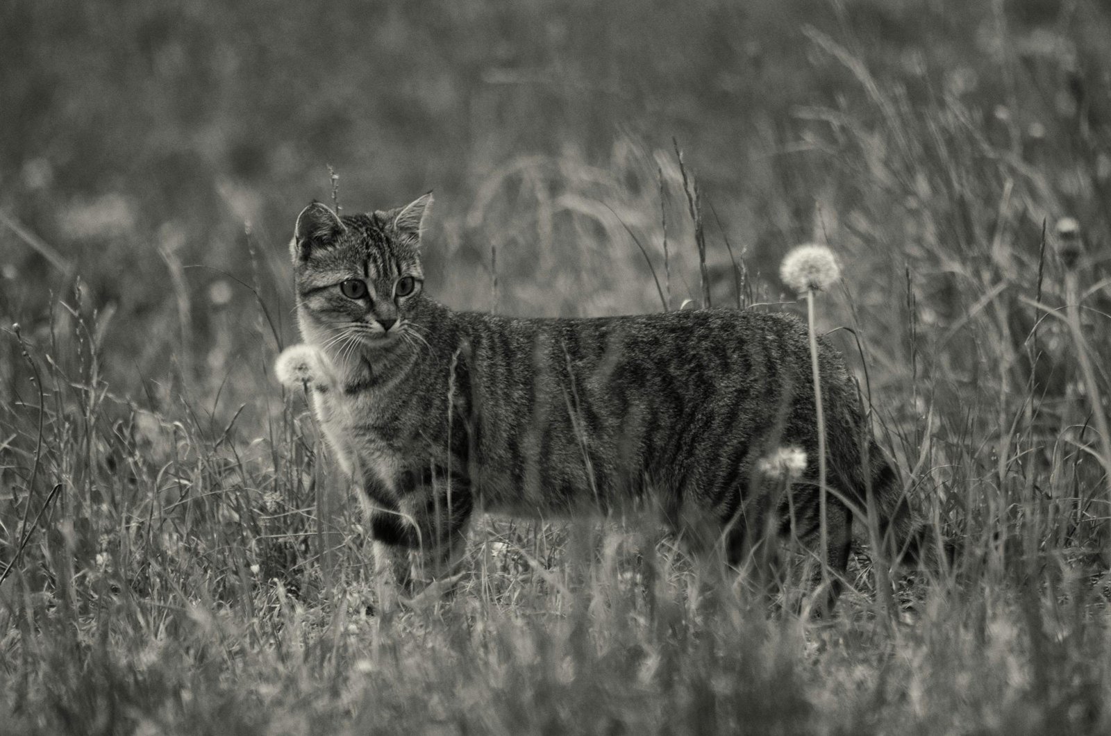 Graceful tabby cat exploring a meadow, surrounded by wild grass and dandelions.